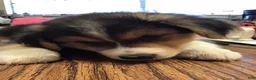 Australian Shepherd dogs for sale: Buster Australian shepherd  - Ad 1