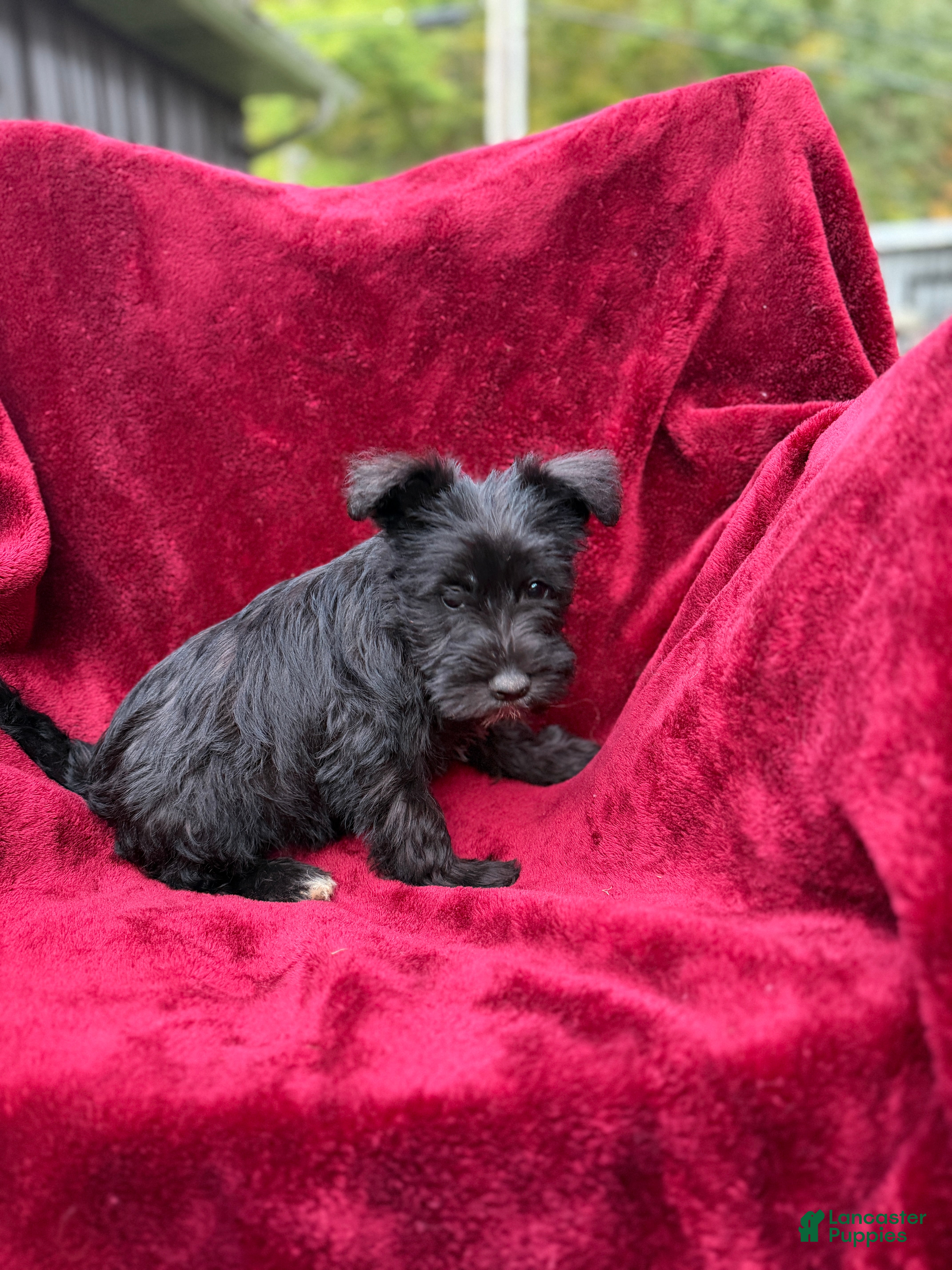 Miniature Schnauzer