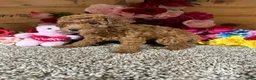 Toy Poodle dogs for sale: Toy Poodle 1 - Ad 4