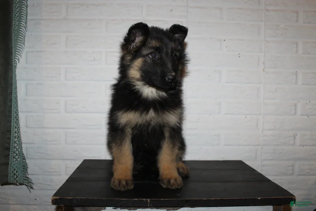 German Shepherd dogs for sale: Dory - Ad 6
