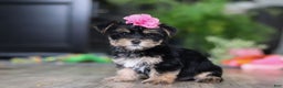 Morkie dogs for sale: Avery - Ad 2
