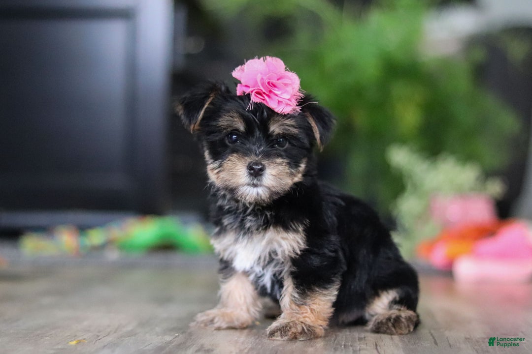 Morkie dogs for sale: Avery - Ad 2