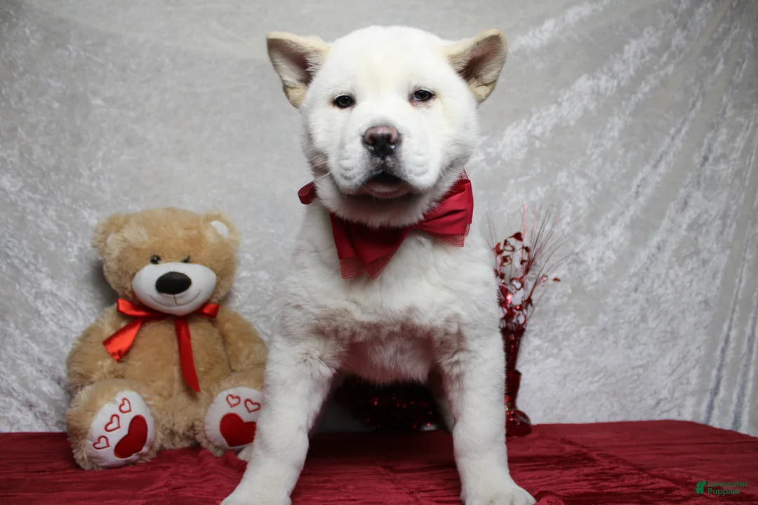 Akita dogs for sale: Jack  - Ad 7