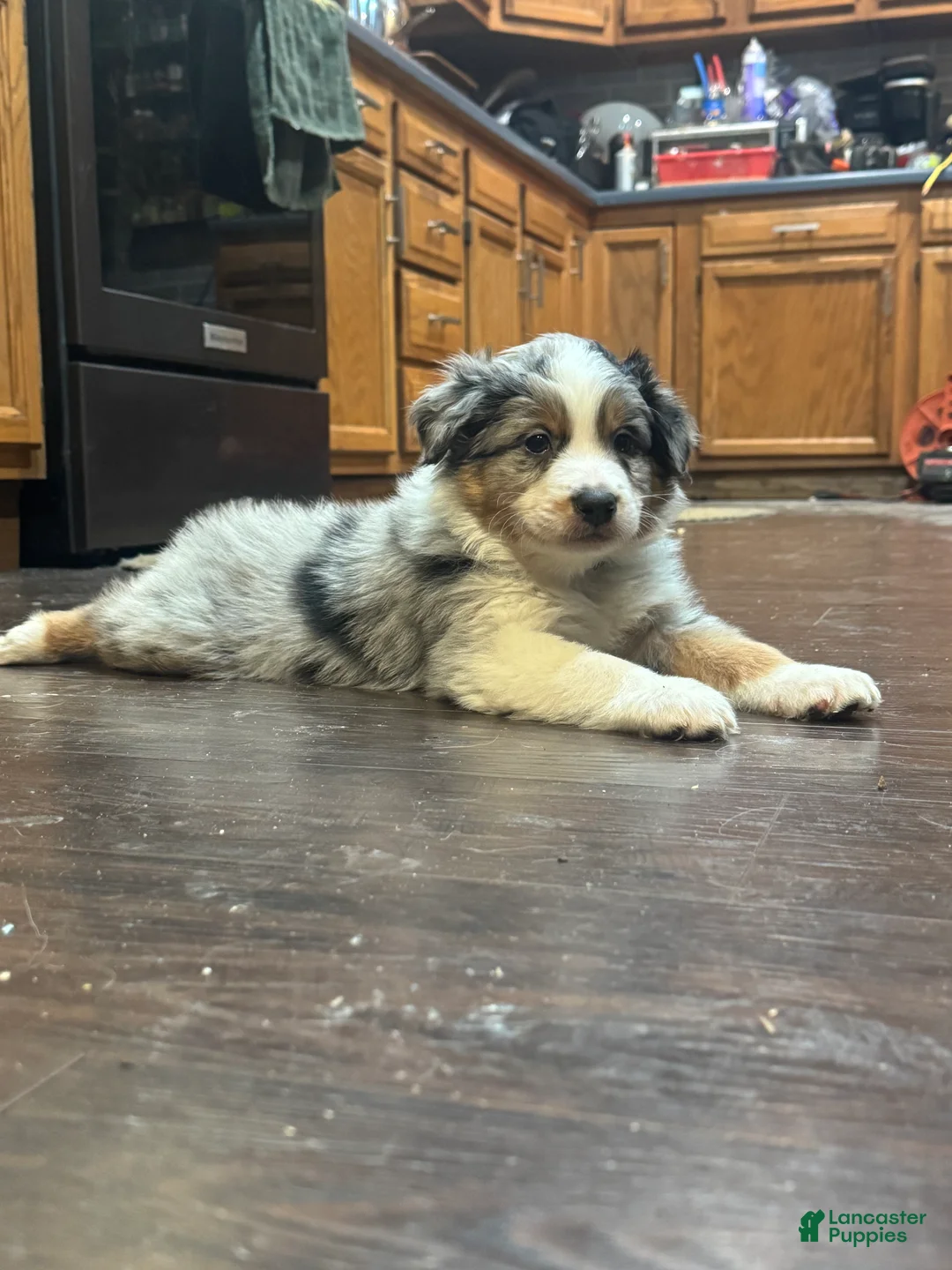 Australian Shepherd dogs for sale: Australian Shepherd 1 - Ad 1