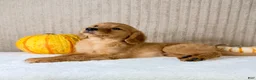 Golden Retriever dogs for sale: Dalila - Ad 5