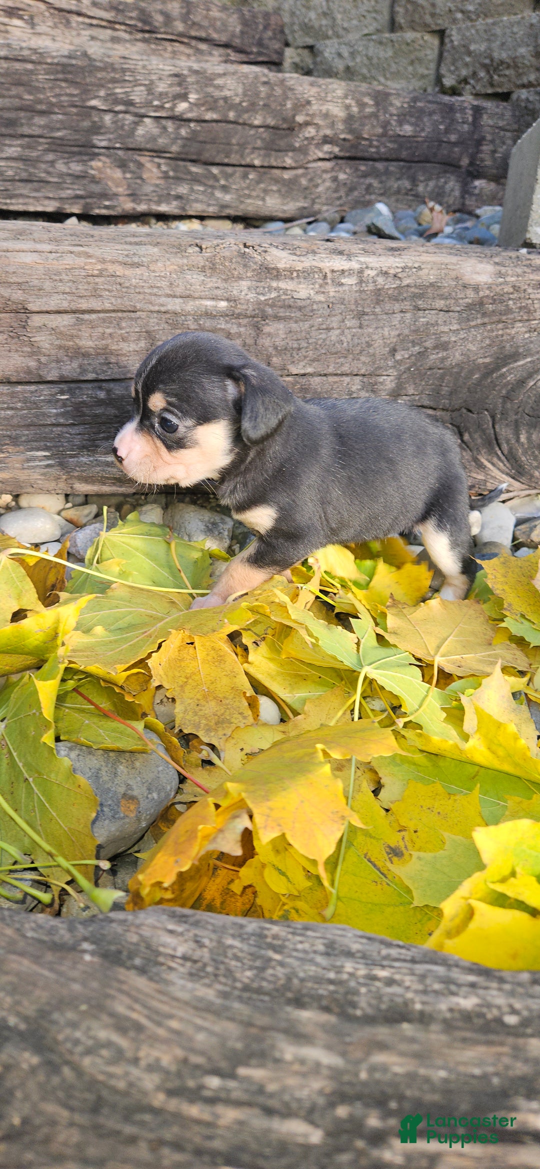 Mixed Breed dogs for sale: Bella  - Ad 5