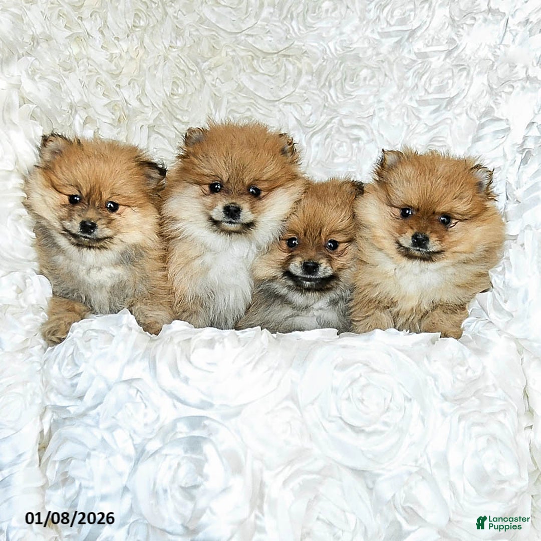 Pomeranian dogs for sale: Reggie - Ad 5
