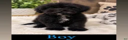 Aussiedoodle dogs for sale: Aussiedoodle 1 - Ad 3