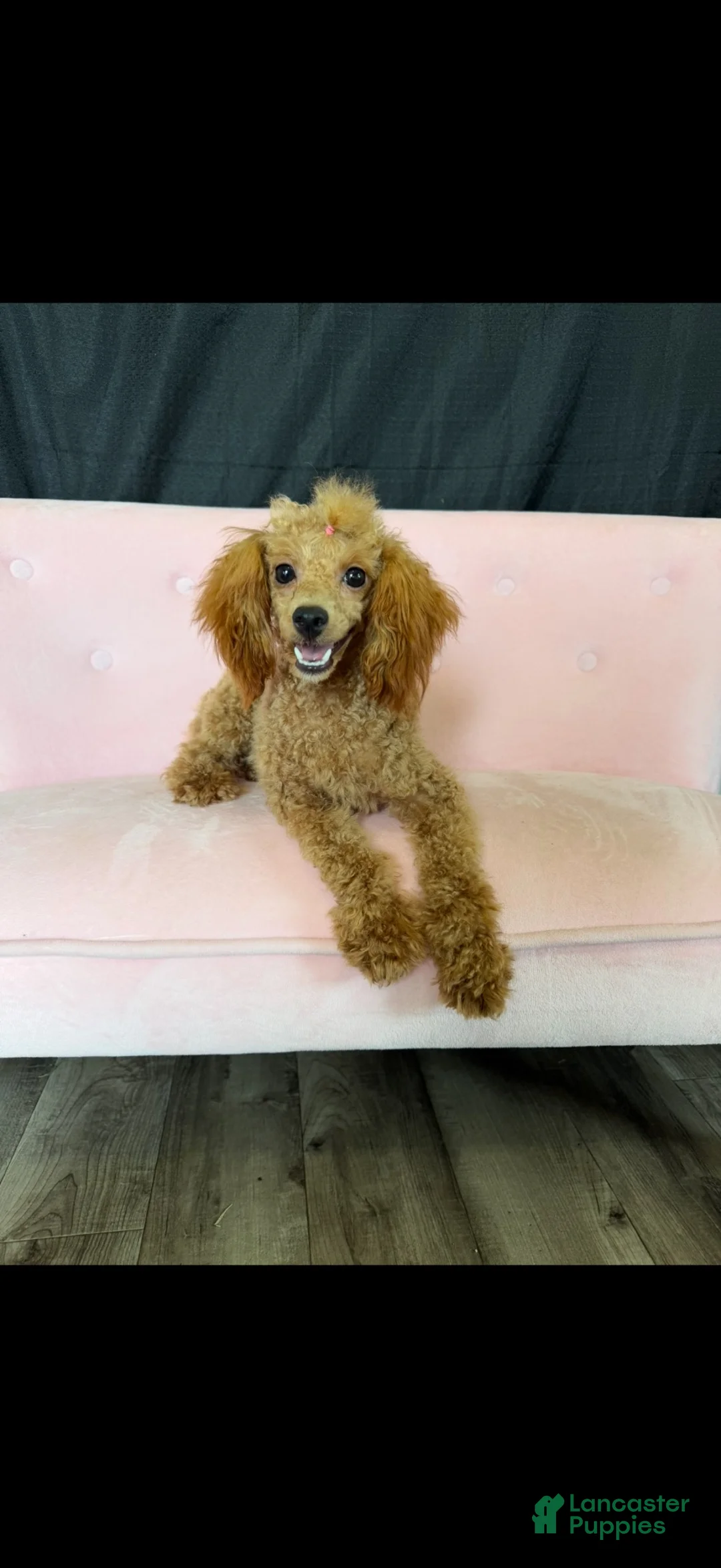 Miniature Poodle dogs for sale: Akc Bred Color Red Poodle Girl 🩷 - Ad 2