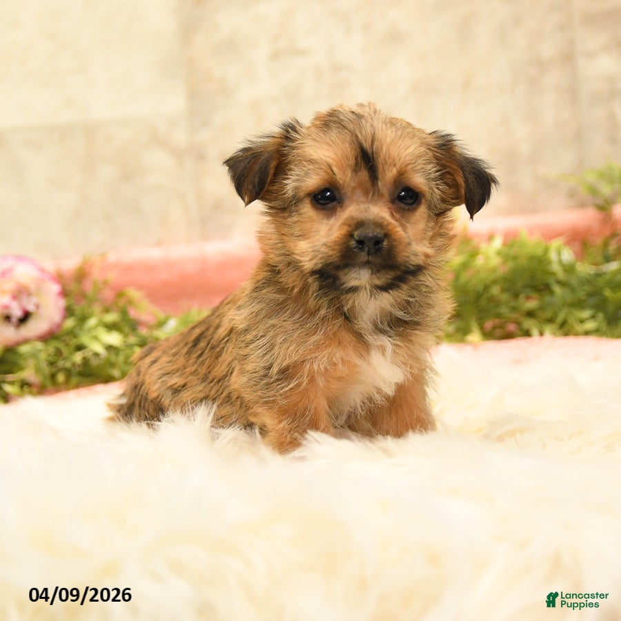 Shorkie dogs Shelly - Ad 1