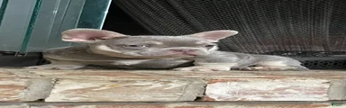 Male 1