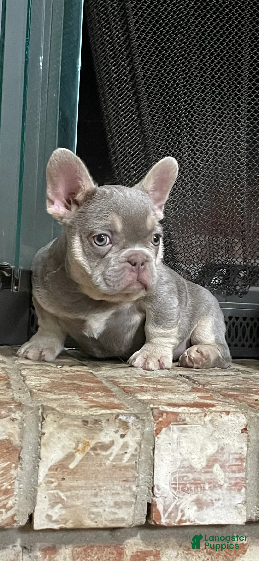 French Bulldog dogs for sale: Male 1 - Ad 1
