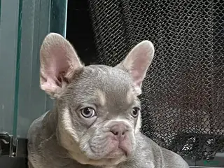 French Bulldog dogs Male 1 - Ad 31