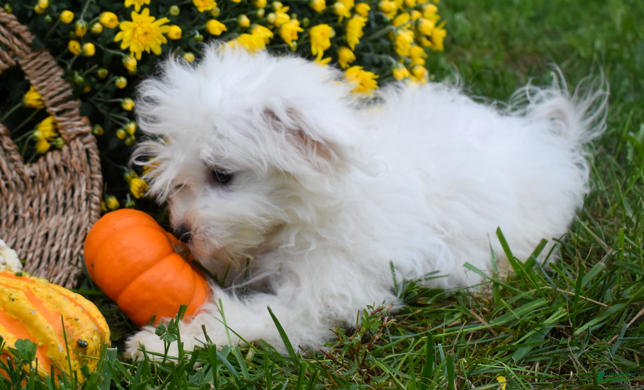 Maltese dogs Blake 💙 - Ad 2