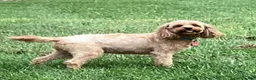 Cavapoo dogs for sale: Nina  - Ad 4