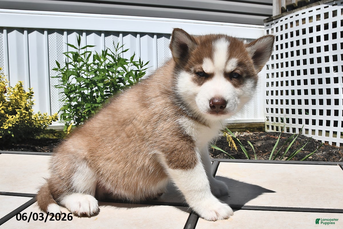 Siberian Husky dogs for sale: Cooper - Ad 5