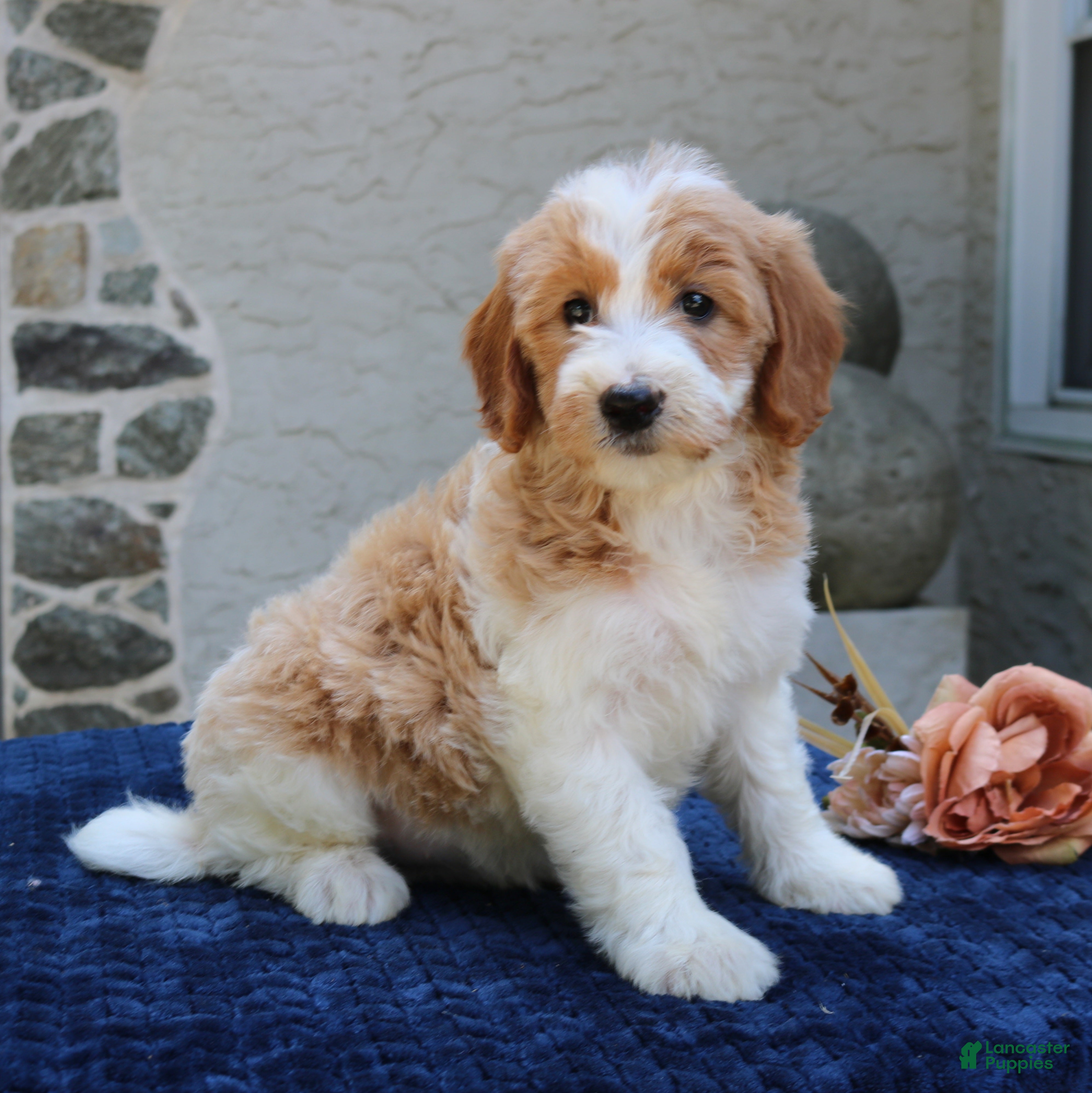 Goldendoodle dogs Dolly  - Ad 1
