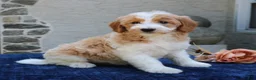 Goldendoodle dogs for sale: Dolly  - Ad 1