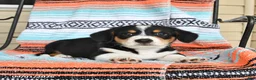 Mixed Breed dogs for sale: Tank - Ad 3
