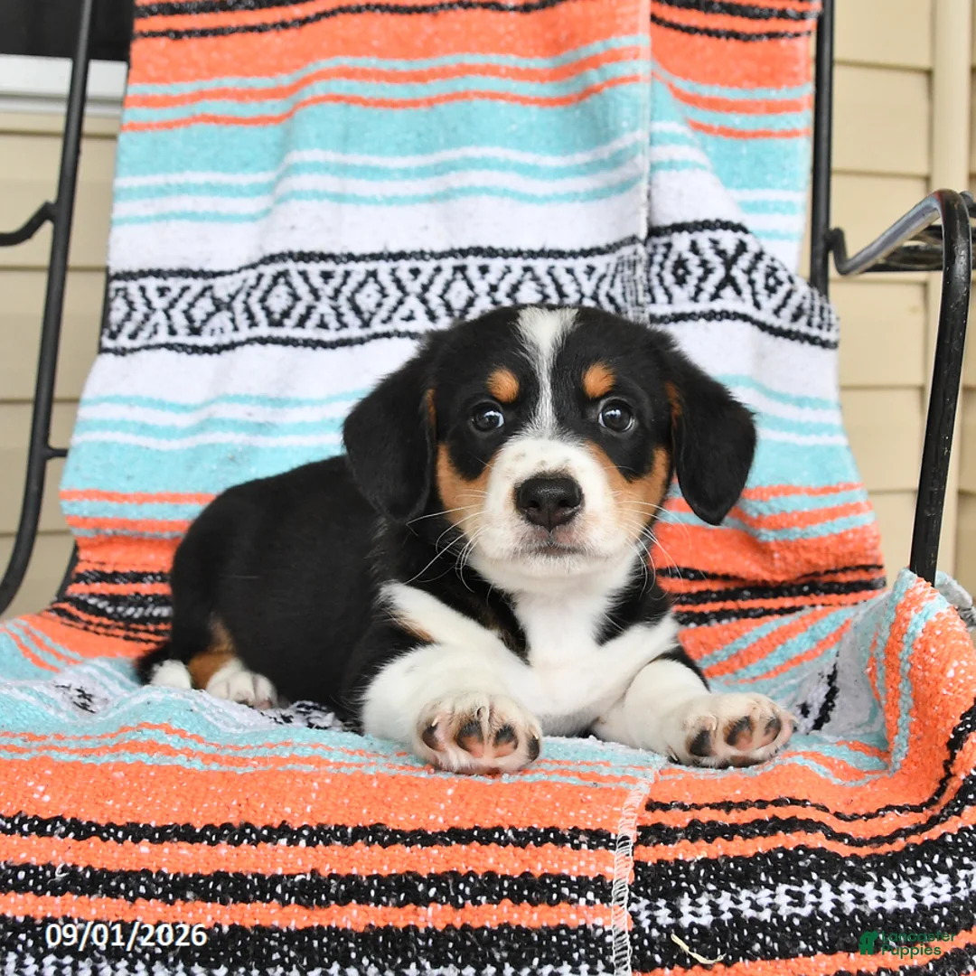 Mixed Breed dogs for sale: Tank - Ad 3