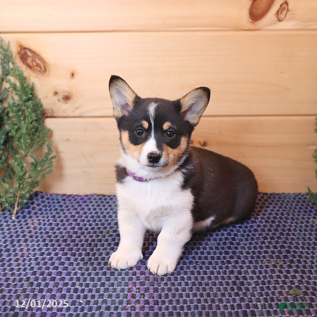 Welsh Corgi Pembroke dogs for sale: Sprite - Ad 2