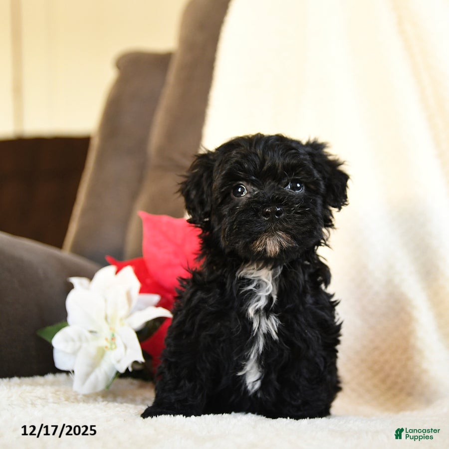 Teddy Bear dogs Licorice - Ad 7