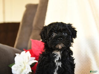 Teddy Bear dogs Licorice - Ad 36