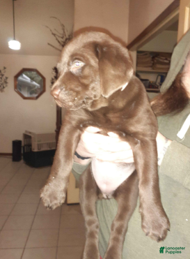 Labrador Retriever dogs Chocolate Male 1 - Ad 34