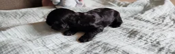 Cocker Spaniel dogs for sale: Cocker Spaniel 5 - Ad 3