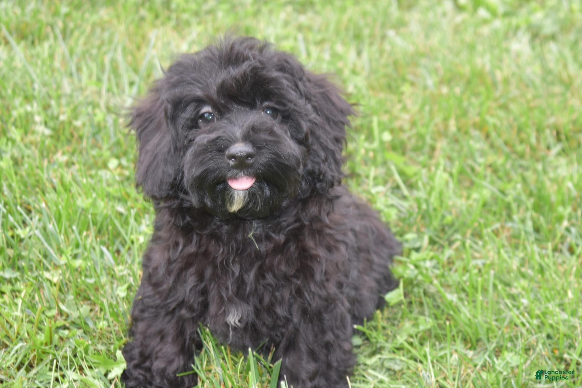 Maltipoo dogs Piper - Ad 2