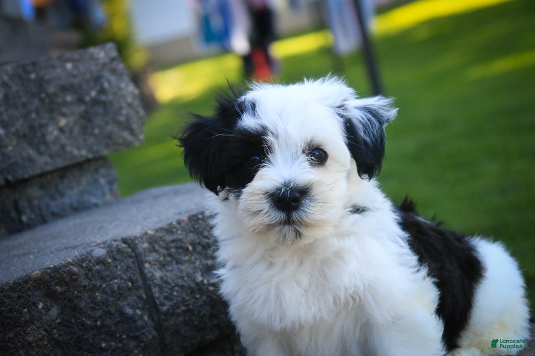 Havanese dogs Penny Havanese  - Ad 2