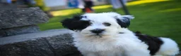 Havanese dogs for sale: Penny Havanese  - Ad 2