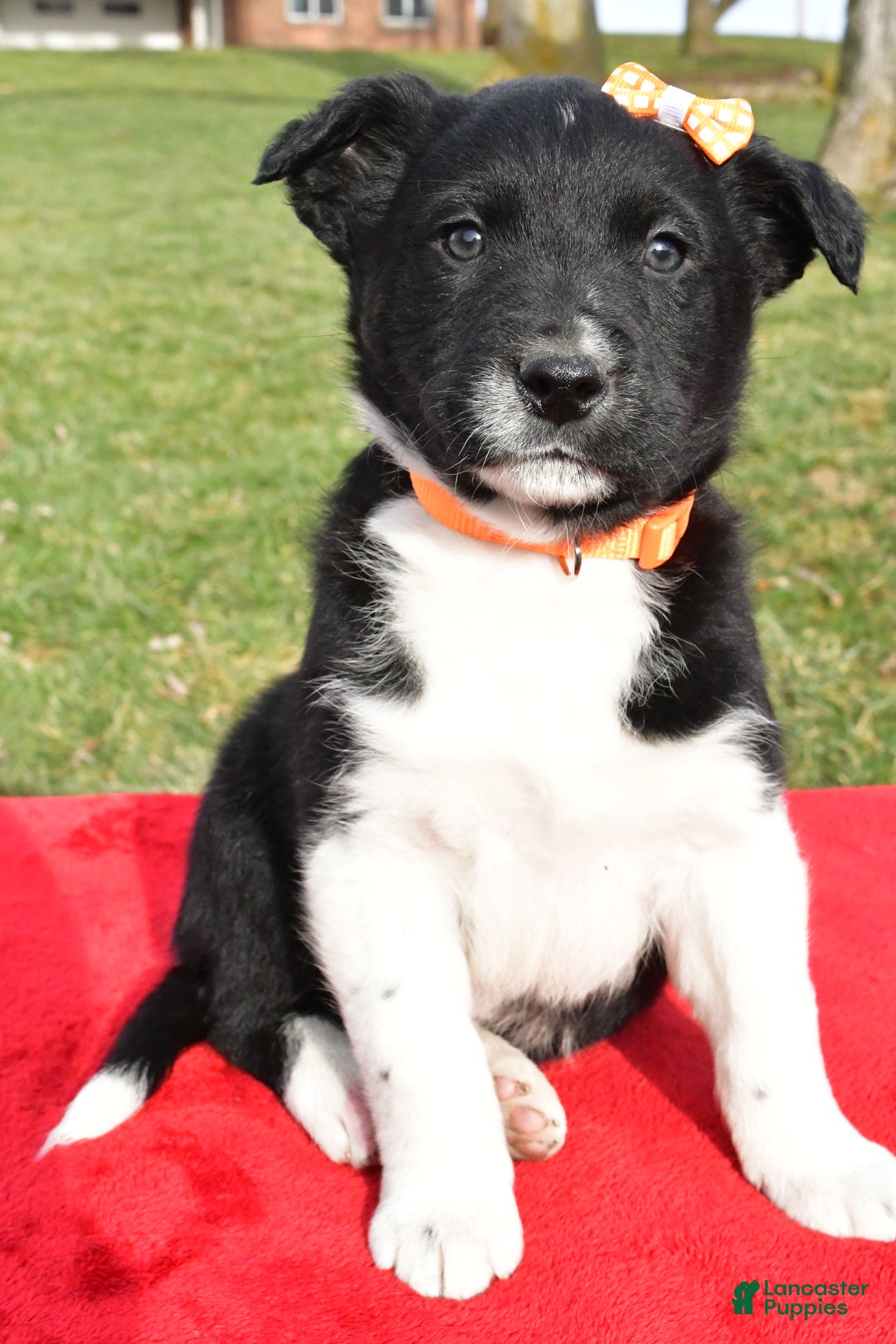 Mixed Breed dogs for sale: Milo - Ad 7