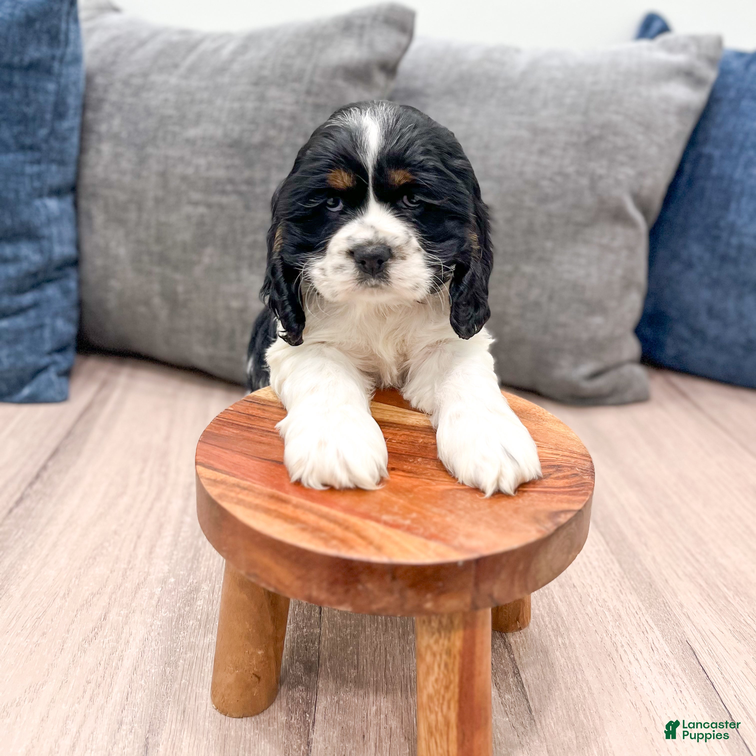 Cocker Spaniel dogs Darla - Ad 2