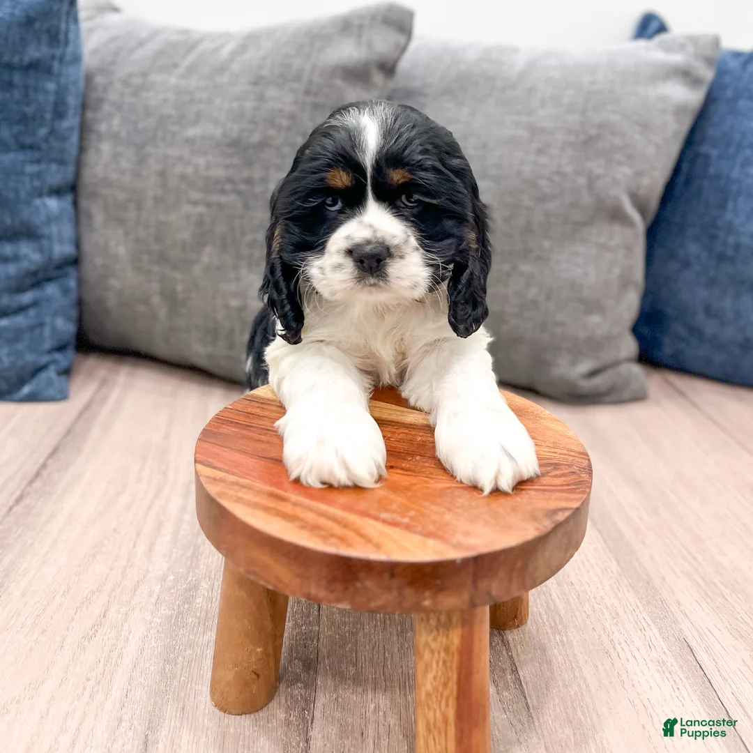 Cocker Spaniel dogs for sale: Darla - Ad 2