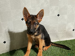 German Shepherd dogs - Ad 24