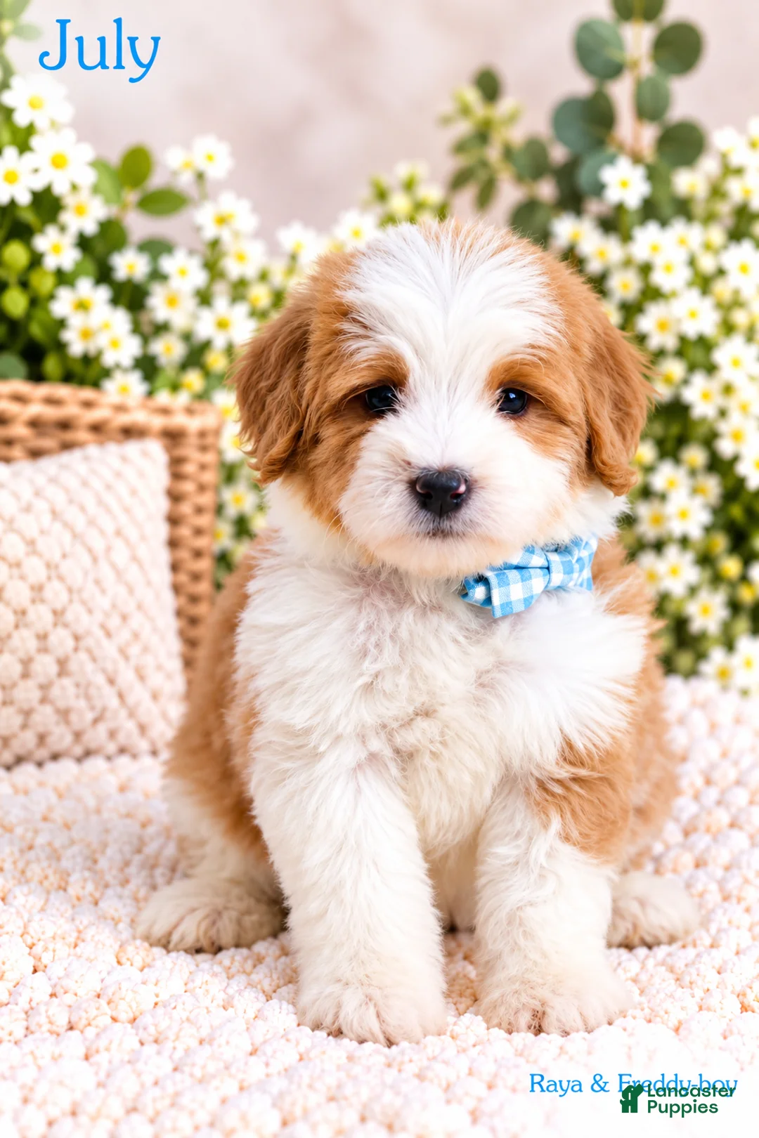 Bernedoodle dogs for sale: July - Ad 1