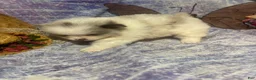 Pomeranian dogs for sale: Pomeranian Puppy 3 - Ad 6