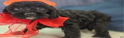 Cavapoo dogs for sale: Trigger - Ad 10
