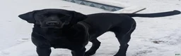 Labrador Retriever dogs for sale: Labrador Retriever 1 - Ad 2