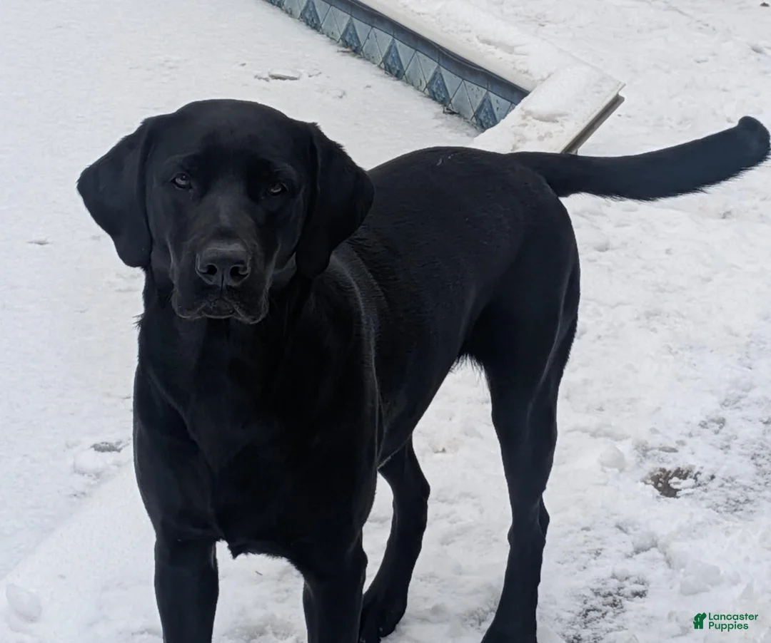 Labrador Retriever dogs for sale: Labrador Retriever 1 - Ad 2