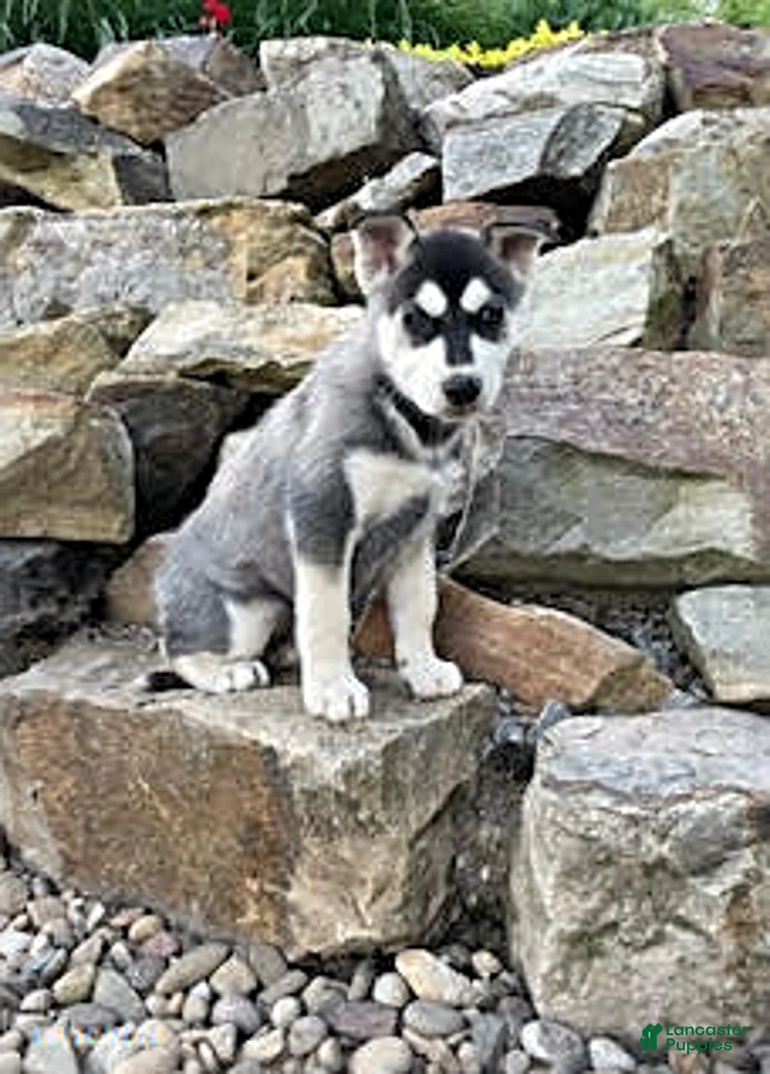 Pitsky dogs for sale: Carla - Ad 1