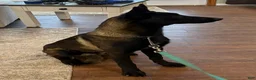 Belgian Malinois dogs for sale: Belgian Malinois Puppy 2 - Ad 5