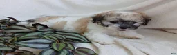 Teddy Bear dogs for sale: Cutie - Ad 7