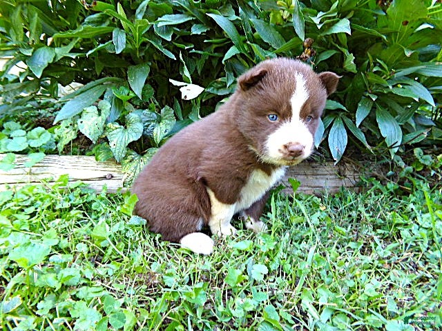 Siberian Husky dogs S6 - Ad 2