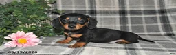 Miniature Dachshund dogs for sale: Conner - Ad 1