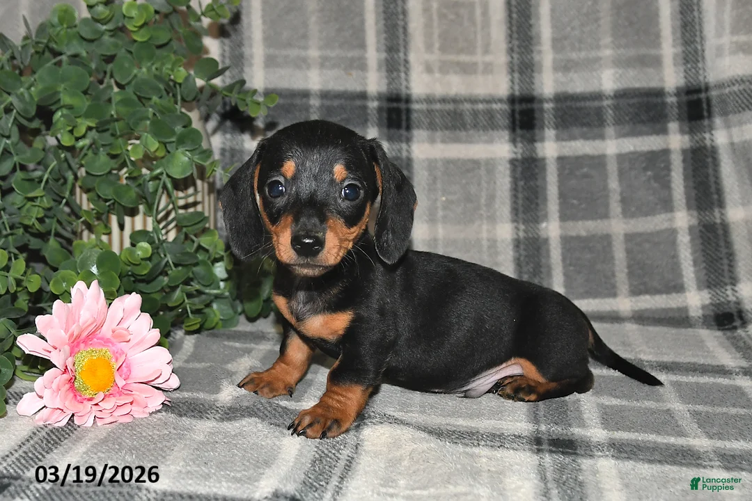 Miniature Dachshund dogs for sale: Conner - Ad 1