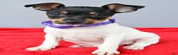 Toy Fox Terrier dogs for sale: Daisy - Ad 6