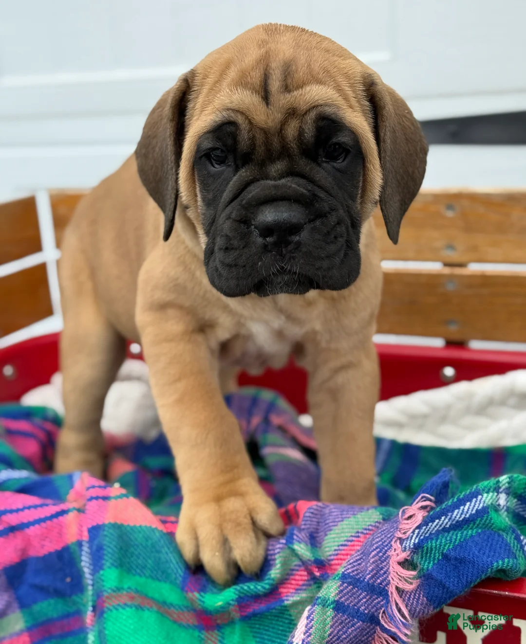 Cane Corso dogs for sale: Audrey - Ad 1