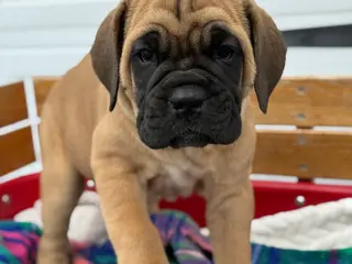 Cane Corso dogs Audrey - Ad 3